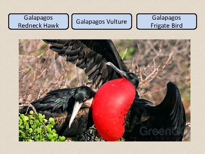 Galapagos Redneck Hawk Galapagos Vulture Galapagos Frigate Bird 