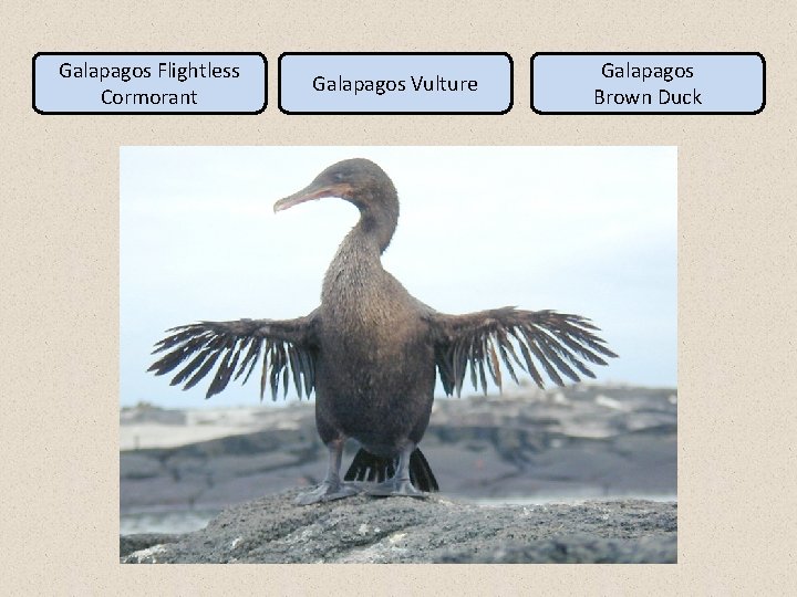 Galapagos Flightless Cormorant Galapagos Vulture Galapagos Brown Duck 