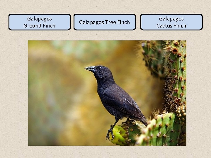 Galapagos Ground Finch Galapagos Tree Finch Galapagos Cactus Finch 