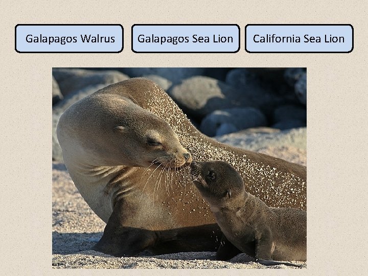 Galapagos Walrus Galapagos Sea Lion California Sea Lion 