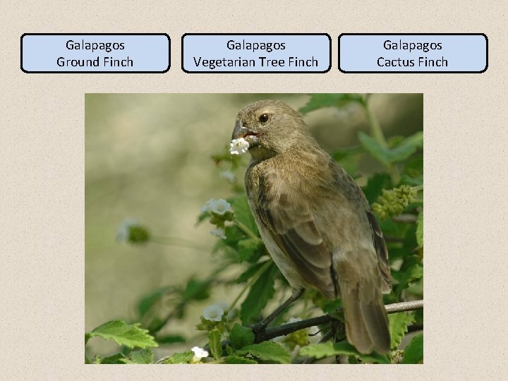 Galapagos Ground Finch Galapagos Vegetarian Tree Finch Galapagos Cactus Finch 