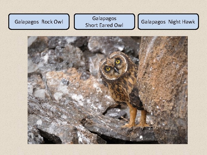 Galapagos Rock Owl Galapagos Short Eared Owl Galapagos Night Hawk 