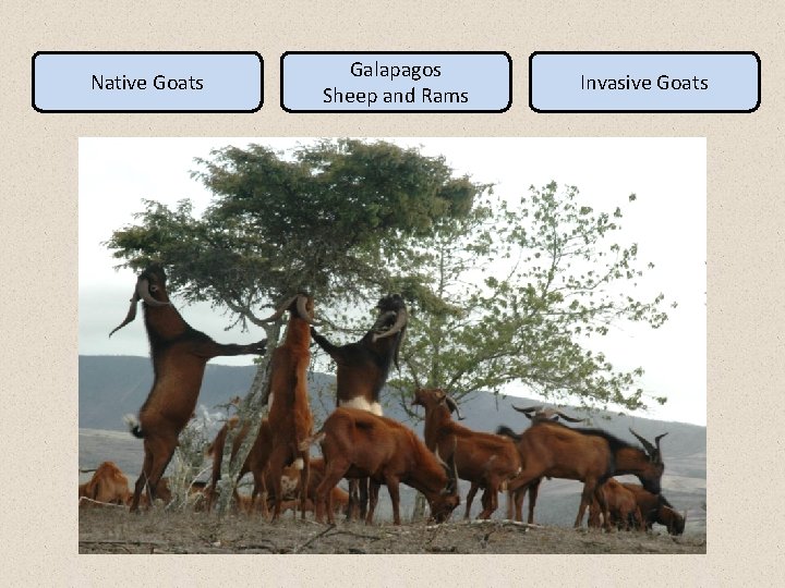 Native Goats Galapagos Sheep and Rams Invasive Goats 