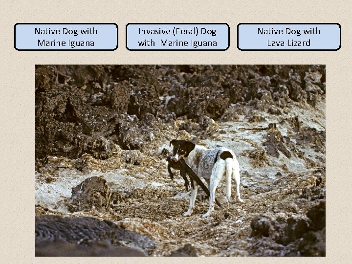 Native Dog with Marine Iguana Invasive (Feral) Dog with Marine Iguana Native Dog with