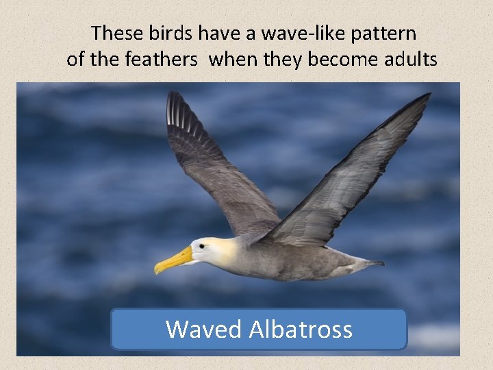 These birds have a wave-like pattern of the feathers when they become adults Waved