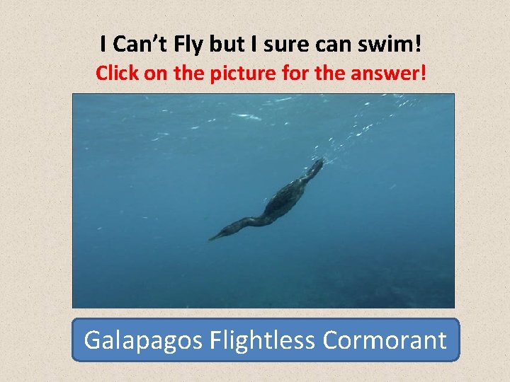 I Can’t Fly but I sure can swim! Click on the picture for the