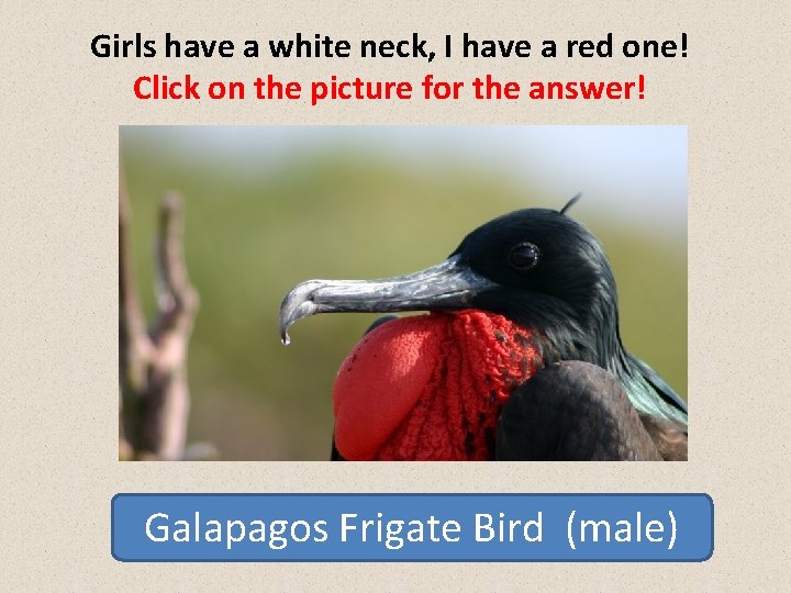 Girls have a white neck, I have a red one! Click on the picture