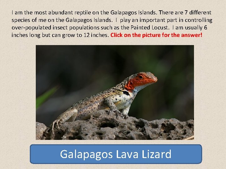I am the most abundant reptile on the Galapagos Islands. There are 7 different