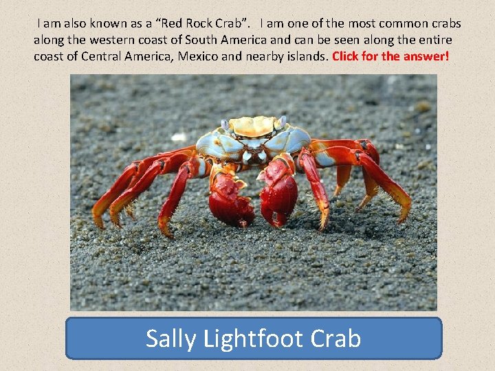 I am also known as a “Red Rock Crab”. I am one of the