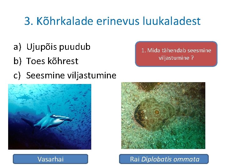 3. Kõhrkalade erinevus luukaladest a) Ujupõis puudub b) Toes kõhrest c) Seesmine viljastumine Vasarhai