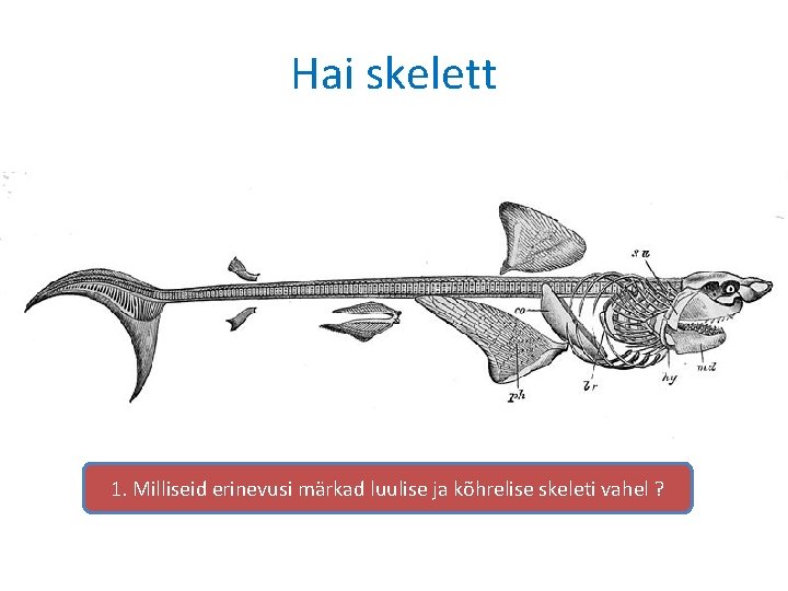 Hai skelett 1. Milliseid erinevusi märkad luulise ja kõhrelise skeleti vahel ? 