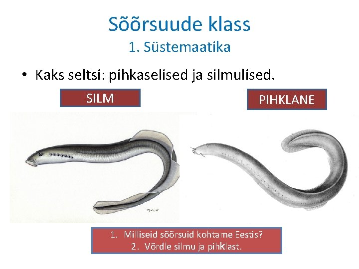 Sõõrsuude klass 1. Süstemaatika • Kaks seltsi: pihkaselised ja silmulised. SILM PIHKLANE 1. Milliseid