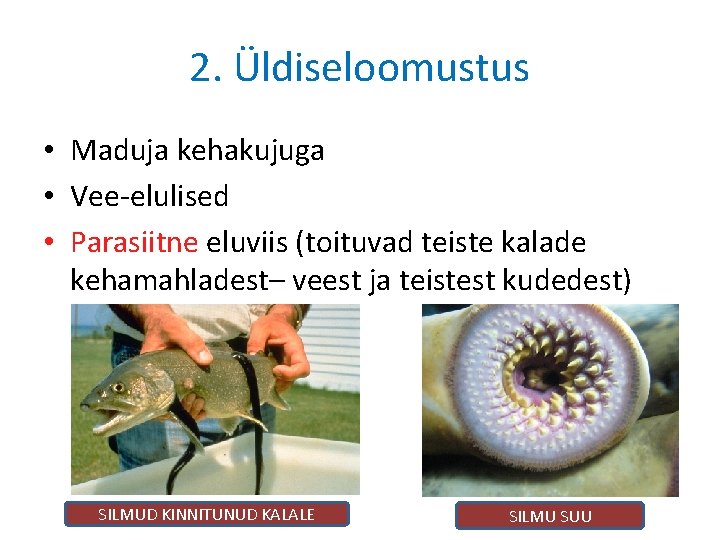 2. Üldiseloomustus • Maduja kehakujuga • Vee-elulised • Parasiitne eluviis (toituvad teiste kalade kehamahladest–