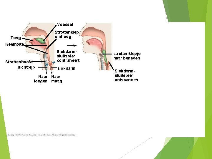 Voedsel Strottenklep omhoog Tong Keelholte Strottenhoofd luchtpijp Slokdarmsluitspier contraheert slokdarm Naar longen maag strottenklepje