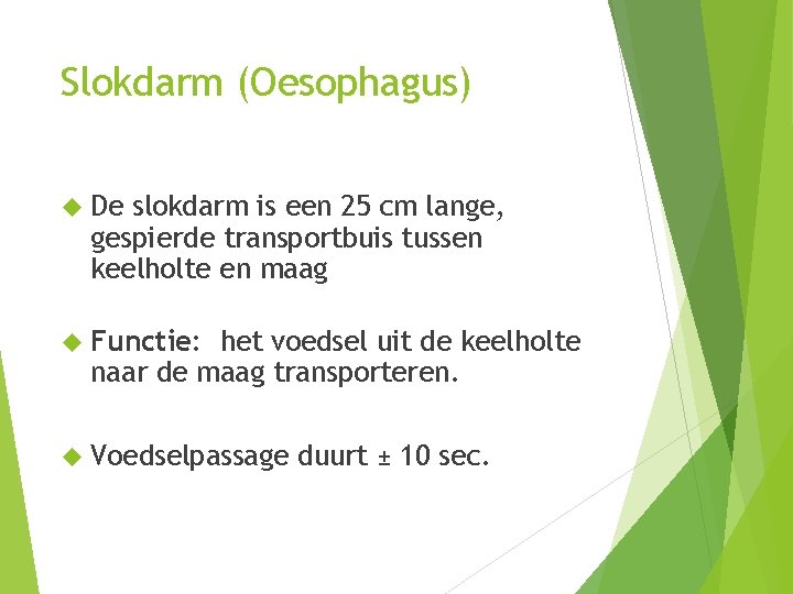 Slokdarm (Oesophagus) De slokdarm is een 25 cm lange, gespierde transportbuis tussen keelholte en