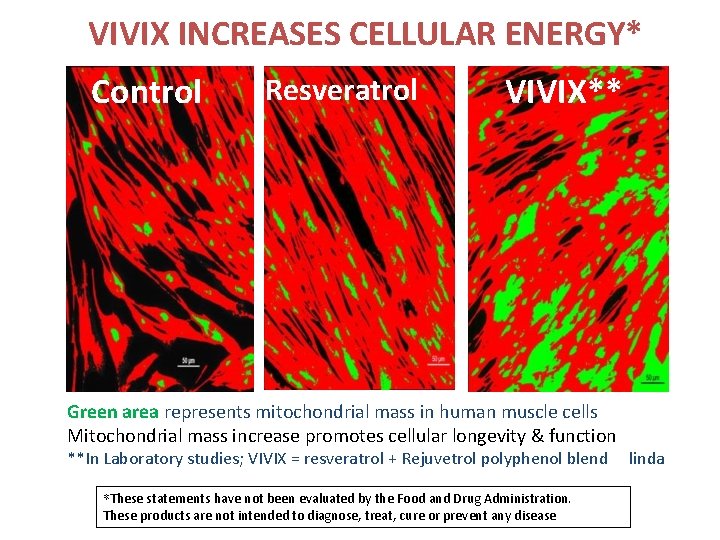 VIVIX INCREASES CELLULAR ENERGY* Control Resveratrol VIVIX** Green area represents mitochondrial mass in human VIVIX INCREASES CELLULAR ENERGY* Control Resveratrol VIVIX** Green area represents mitochondrial mass in human