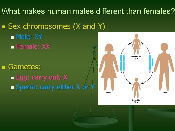 What makes human males different than females? n Sex chromosomes (X and Y) Male: What makes human males different than females? n Sex chromosomes (X and Y) Male:
