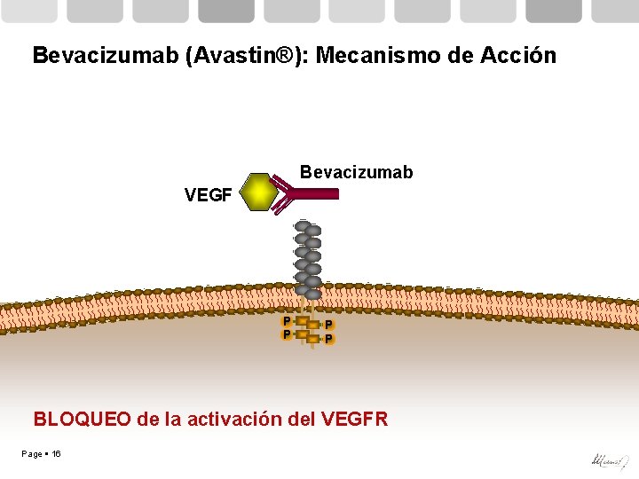 Bevacizumab (Avastin®): Mecanismo de Acción Bevacizumab VEGF P P BLOQUEO de la activación del