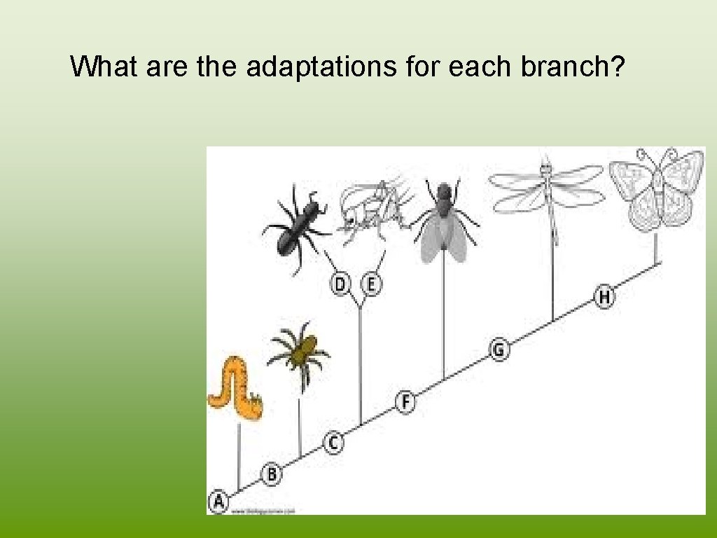Chapter 5 Evolution of Biodiversity Earth is home