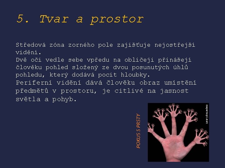 5. Tvar a prostor Středová zóna zorného pole zajišťuje nejostřejší vidění. Dvě oči vedle