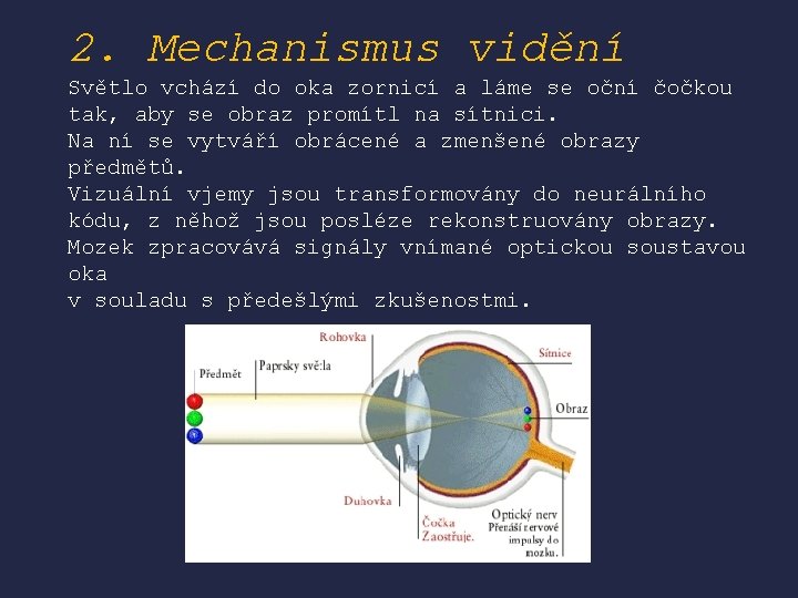 2. Mechanismus vidění Světlo vchází do oka zornicí a láme se oční čočkou tak,