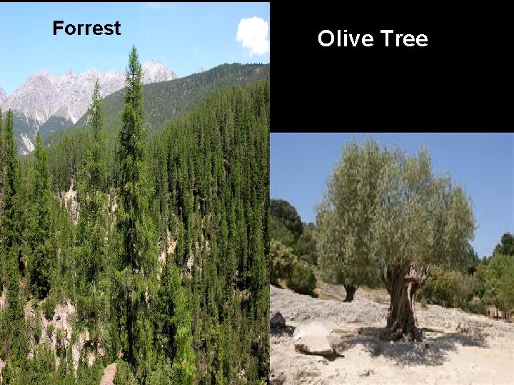 Forrest Olive Tree Forrest Olive Tree