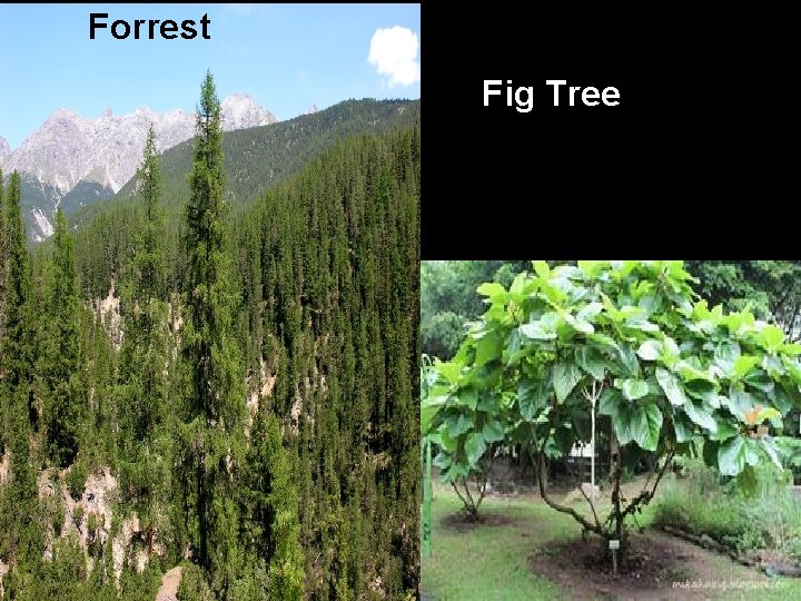 Forrest Fig Tree Forrest Fig Tree