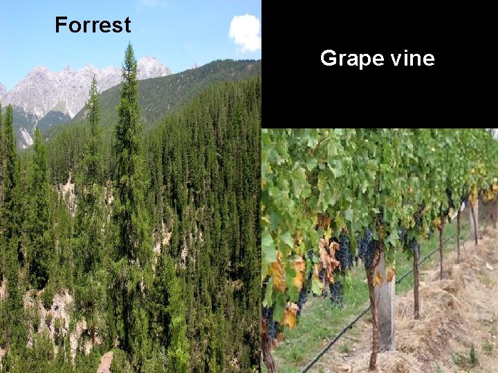 Forrest Grape vine Forrest Grape vine