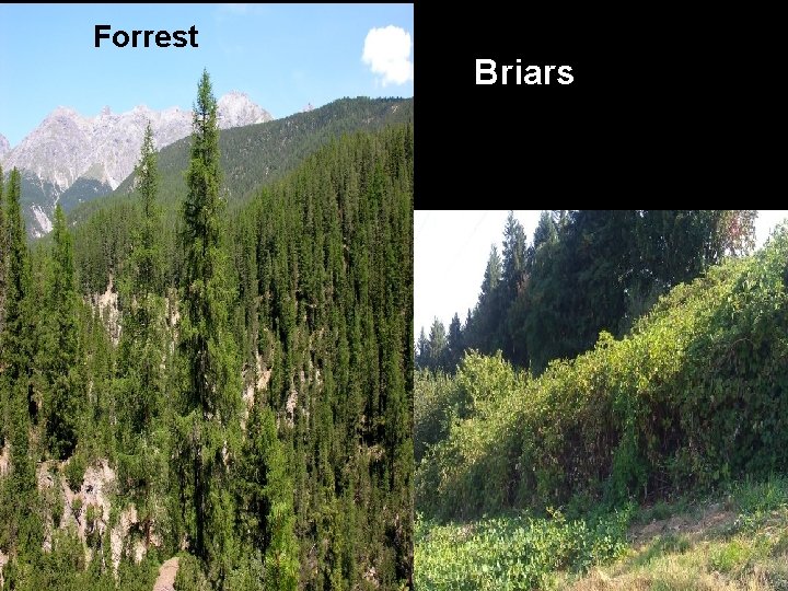 Forrest Briars Forrest Briars