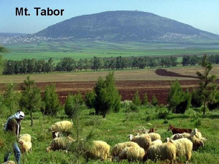 Mt. Tabor Mt. Tabor