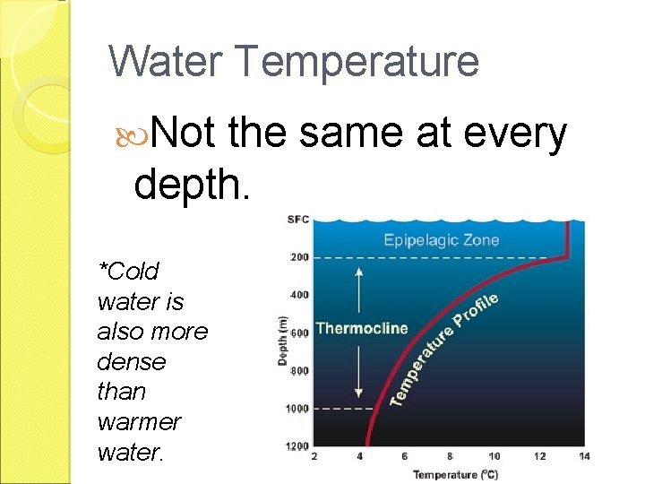 Water Temperature Not the same at every depth. *Cold water is also more dense