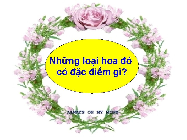 Những loại hoa đó có đặc điểm gì? 