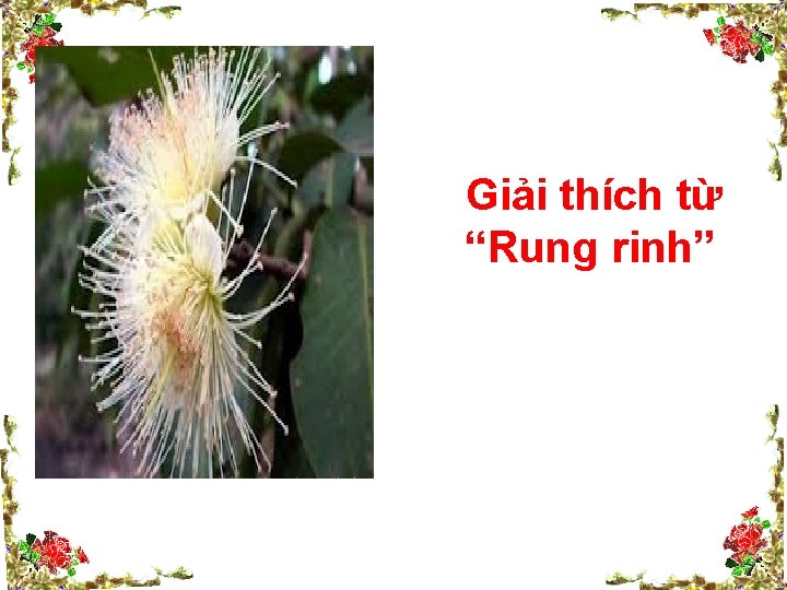 Giải thích từ “Rung rinh” 