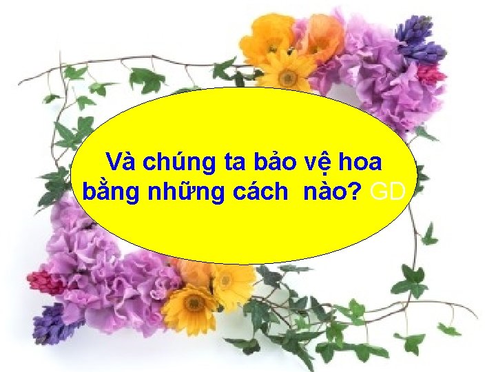 Và chúng ta bảo vệ hoa bằng những cách nào? GD 