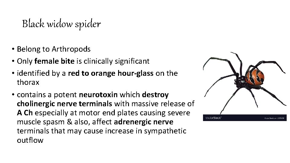 Black widow spider • Belong to Arthropods • Only female bite is clinically significant