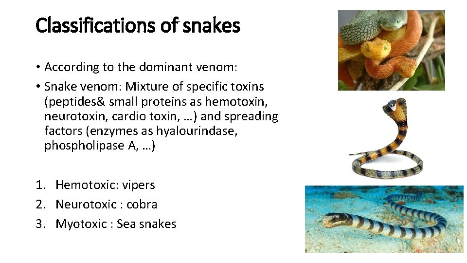 Classifications of snakes • According to the dominant venom: • Snake venom: Mixture of