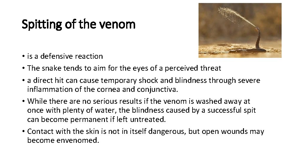 Spitting of the venom • is a defensive reaction • The snake tends to