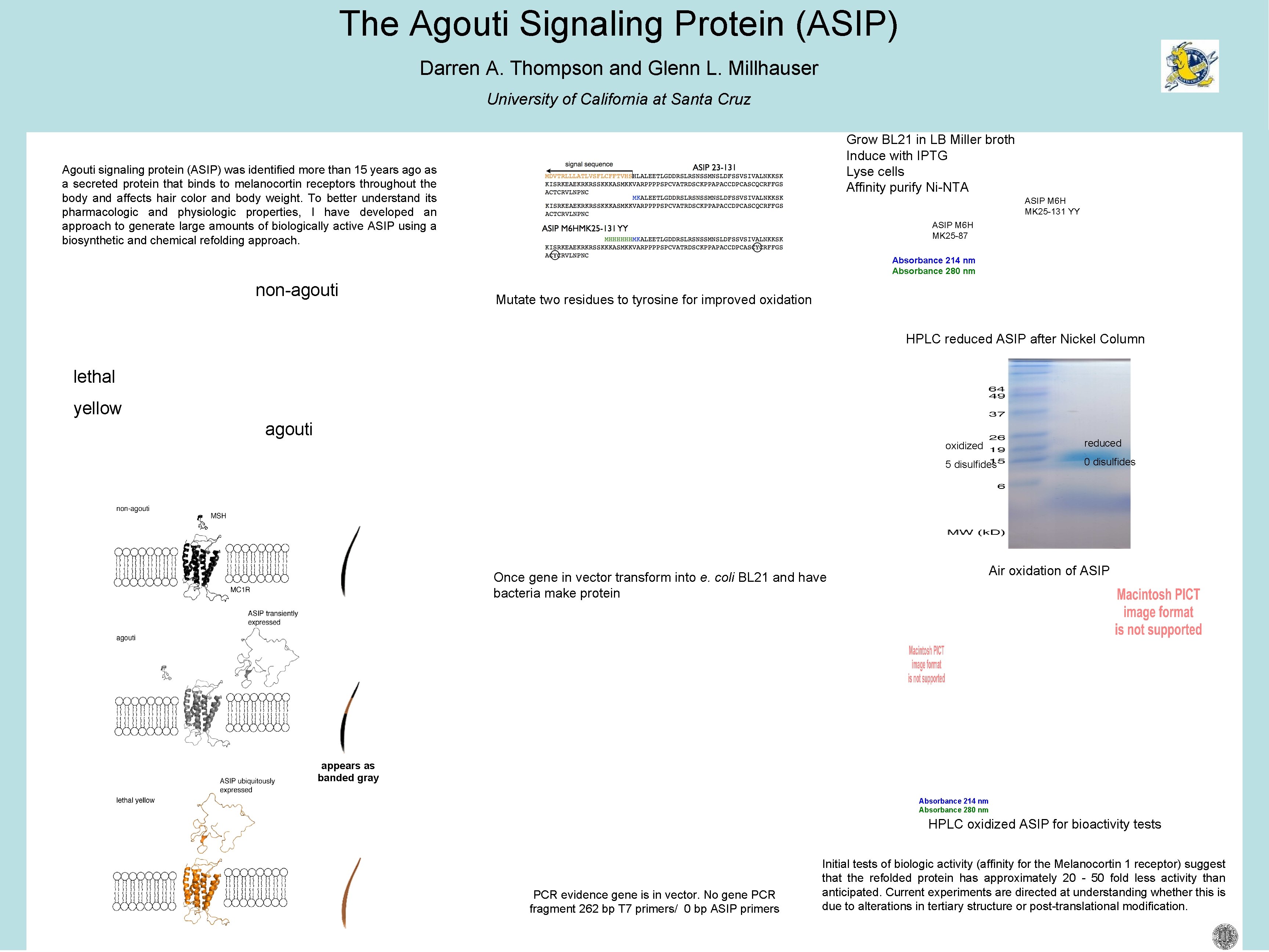 The Agouti Signaling Protein (ASIP) Darren A. Thompson and Glenn L. Millhauser University of