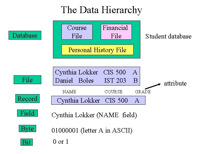 The Data Hierarchy Database Course File Financial File Student database Personal History File Cynthia