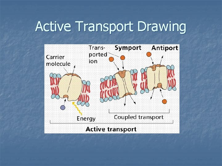 Active Transport Drawing 