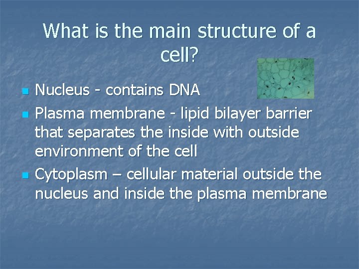 What is the main structure of a cell? n n n Nucleus - contains