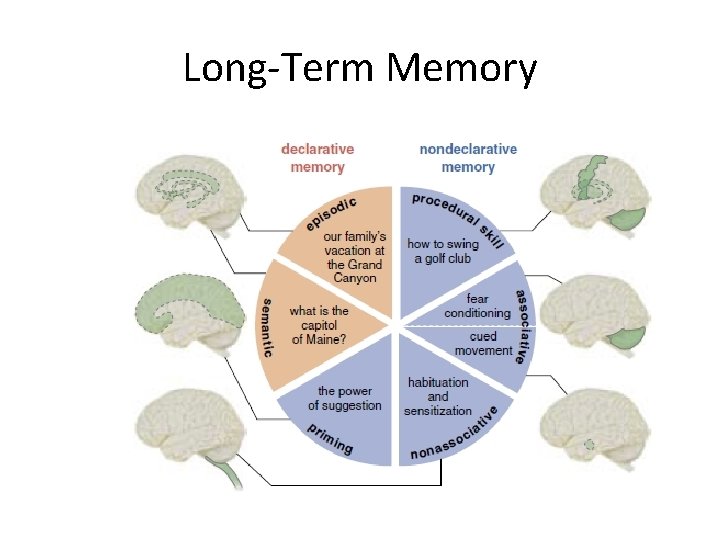 Long-Term Memory (From Walker, 2006) 