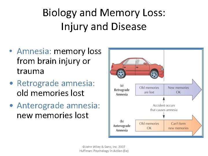 Biology and Memory Loss: Injury and Disease • Amnesia: memory loss from brain injury