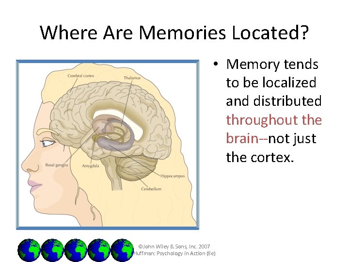 Where Are Memories Located? • Memory tends to be localized and distributed throughout the