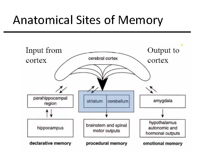 Anatomical Sites of Memory 