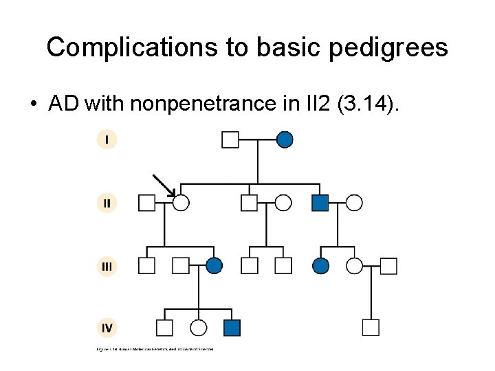 Complications to basic pedigrees • AD with nonpenetrance in II 2 (3. 14). Complications to basic pedigrees • AD with nonpenetrance in II 2 (3. 14).