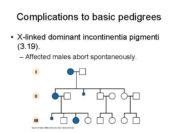 Complications to basic pedigrees • X-linked dominant incontinentia pigmenti (3. 19). – Affected males Complications to basic pedigrees • X-linked dominant incontinentia pigmenti (3. 19). – Affected males