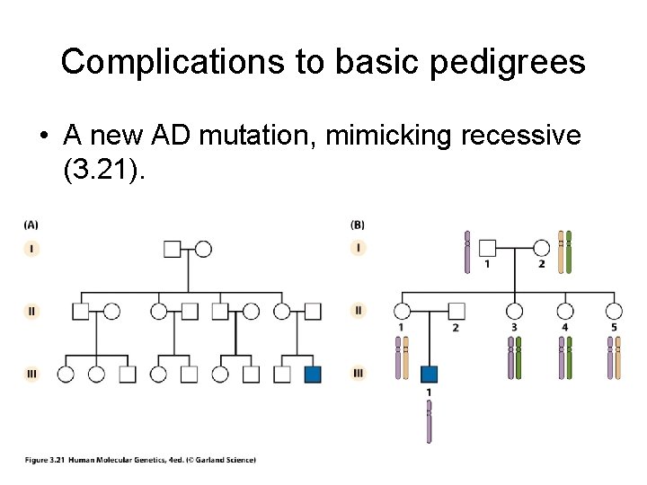 Complications to basic pedigrees • A new AD mutation, mimicking recessive (3. 21). Complications to basic pedigrees • A new AD mutation, mimicking recessive (3. 21).