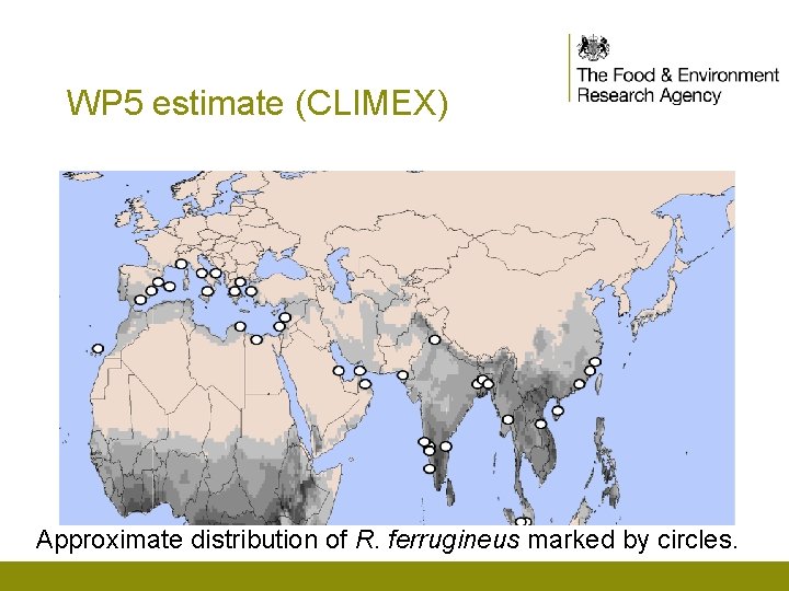 WP 5 estimate (CLIMEX) Approximate distribution of R. ferrugineus marked by circles. 