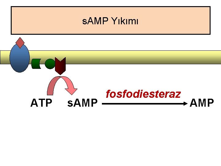 s. AMP Yıkımı ATP s. AMP fosfodiesteraz AMP s. AMP Yıkımı ATP s. AMP fosfodiesteraz AMP